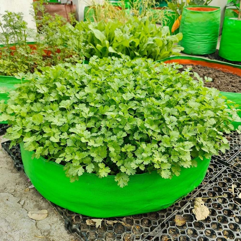 Grow Bag - Round (250gsm)