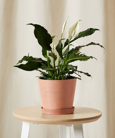 Peace Lily