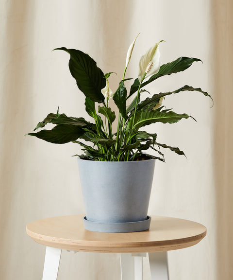 Peace Lily