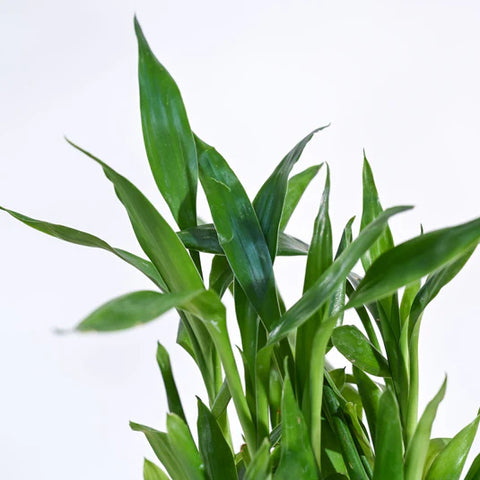Lucky Bamboo