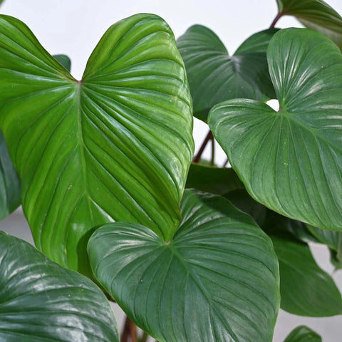 Homalomena XL