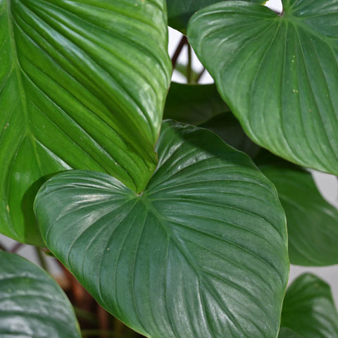 Homalomena XL