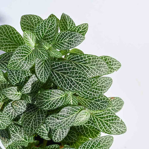 Fittonia White Nerve - Big Leaf