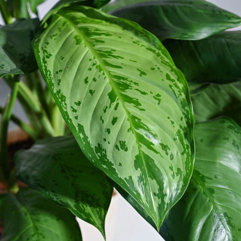 Aglaonema Dove Plant XL