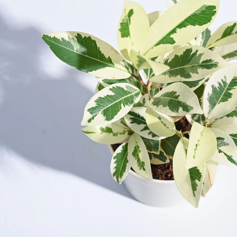Ficus Prestige