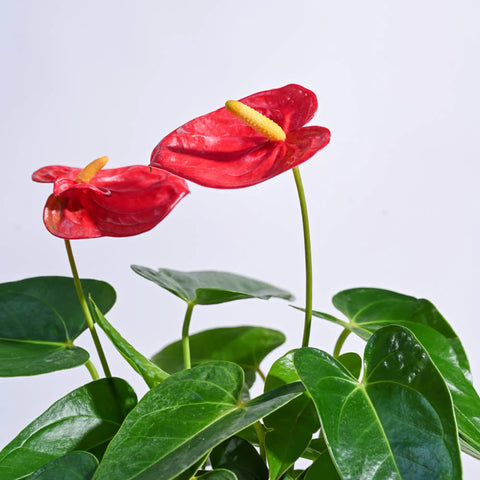 Anthurium Red