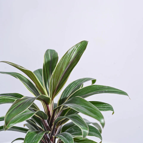 Cordyline Chocolate Queen