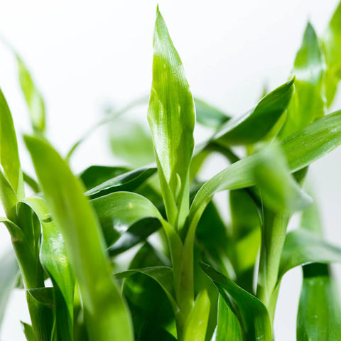 Lucky Bamboo
