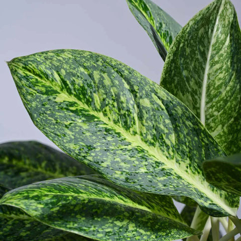 Aglaonema Butterfly XL