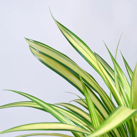Pandanus