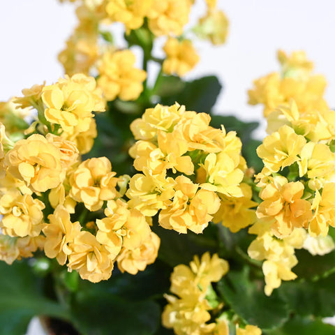 Kalanchoe - Yellow