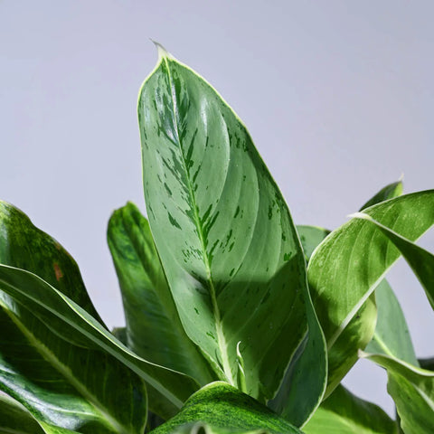 Aglaonema Ice Plant XL