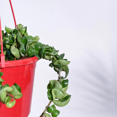 Hoya Carnosa Compacta - Hindu Rope