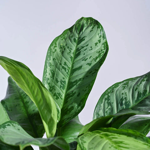 Aglaonema Dove Plant XL