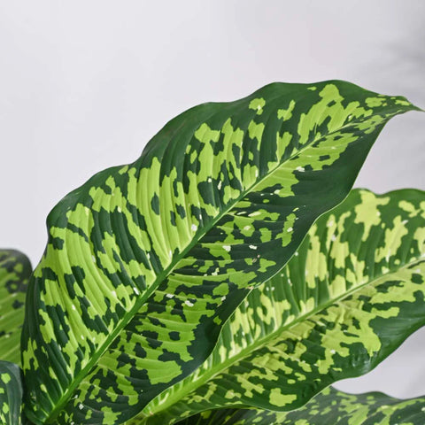 Dieffenbachia Cheetah XL