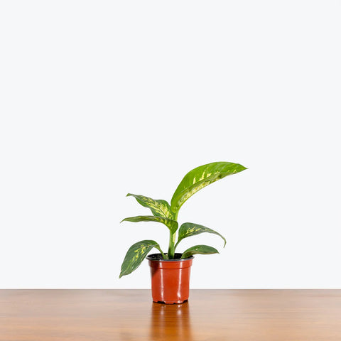Dieffenbachia Tropic Snow