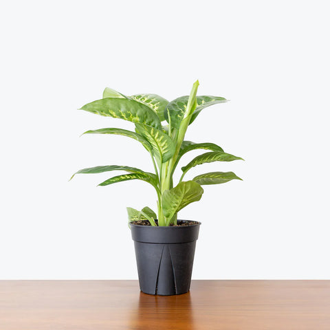 Dieffenbachia Tropic Snow