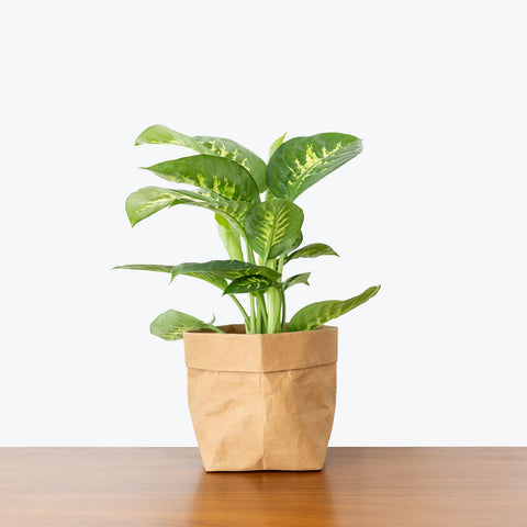 Dieffenbachia Tropic Snow