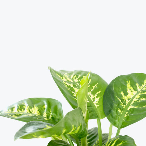 Dieffenbachia Tropic Snow