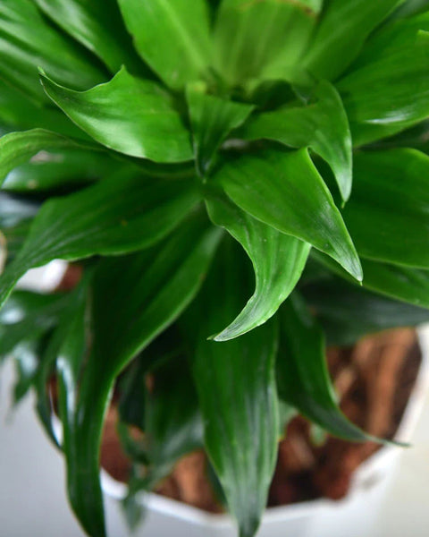 Dracaena Compacta