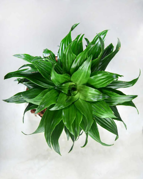 Dracaena Compacta