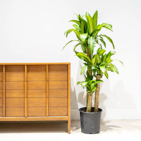 Dracaena Massangeana XL