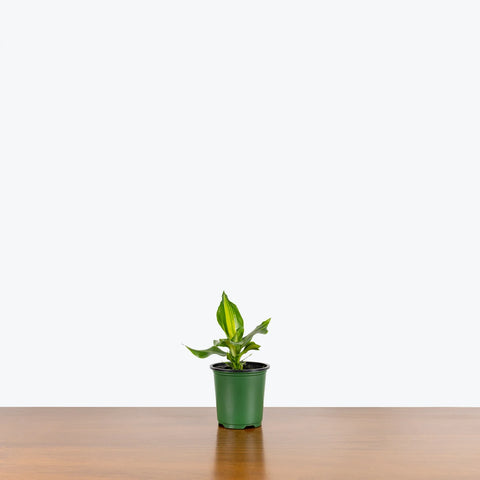 Dracaena Massangeana