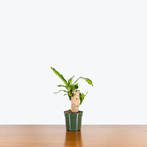 Dracaena Massangeana