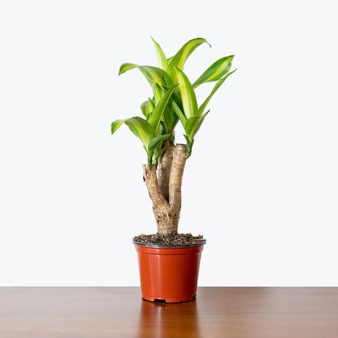 Dracaena Massangeana