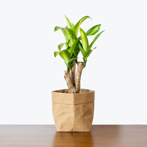 Dracaena Massangeana