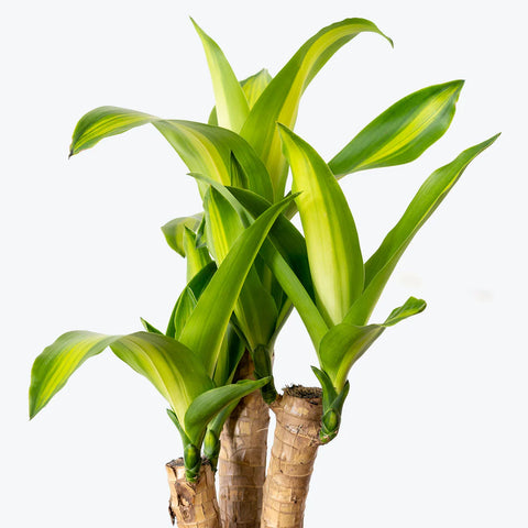 Dracaena Massangeana