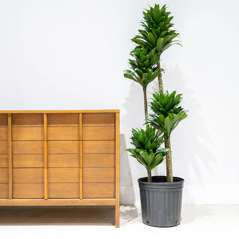Dracaena Compacta XL