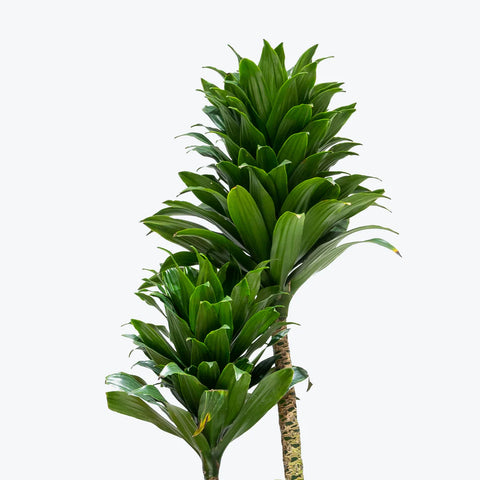Dracaena Compacta XL