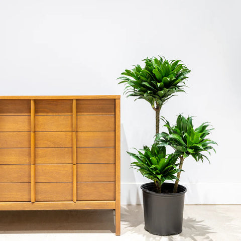 Dracaena Compacta