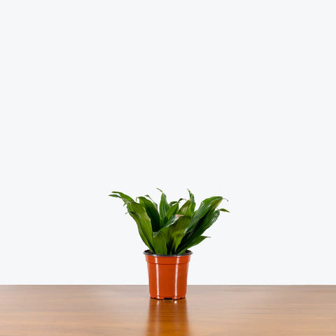 Dracaena Compacta