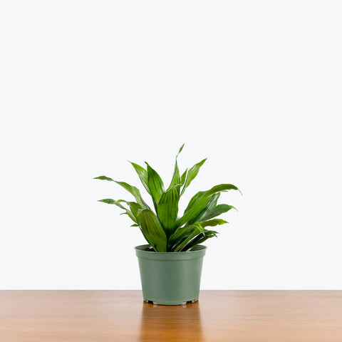 Dracaena Compacta