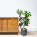 Dracaena Reflexa