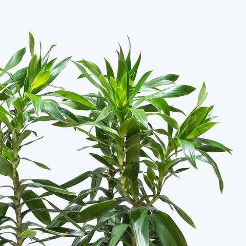 Dracaena Reflexa XL