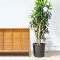 Dracaena Reflexa XL