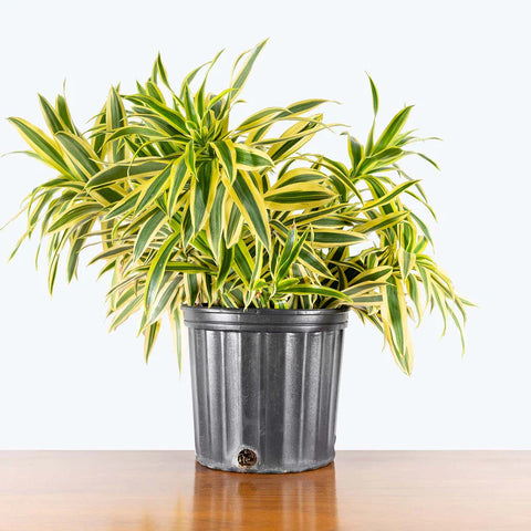Dracaena Reflexa Variegata