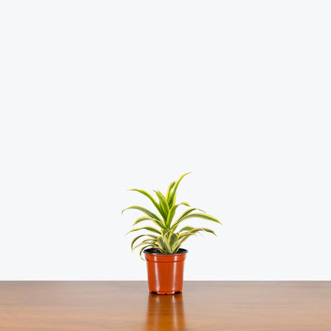 Dracaena Reflexa Variegata