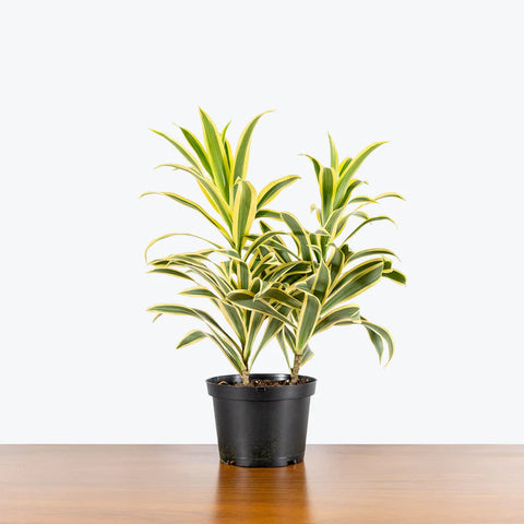 Dracaena Reflexa Variegata