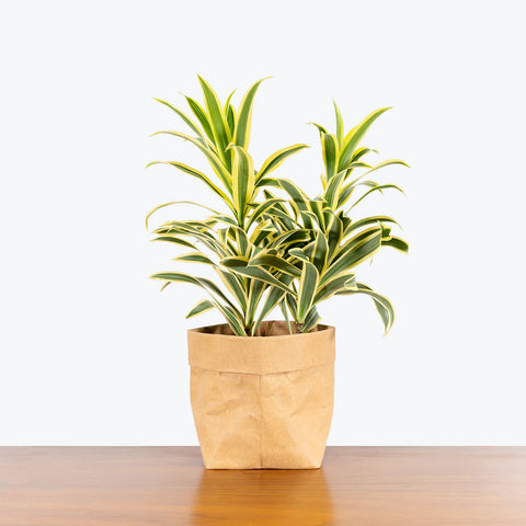 Dracaena Reflexa Variegata
