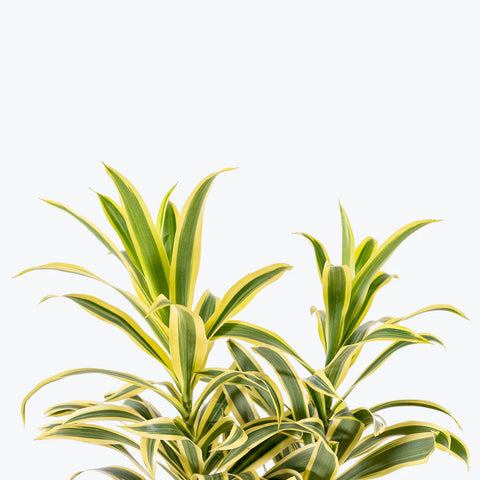 Dracaena Reflexa Variegata