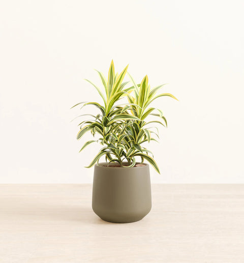Dracaena Reflexa Variegata