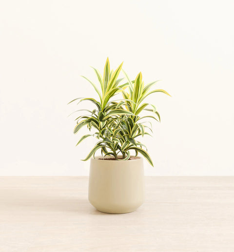 Dracaena Reflexa Variegata