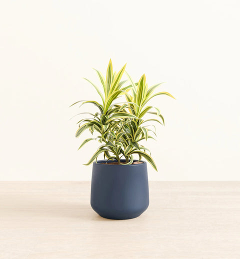 Dracaena Reflexa Variegata
