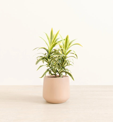 Dracaena Reflexa Variegata