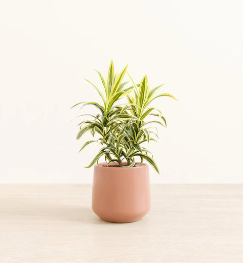 Dracaena Reflexa Variegata