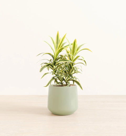 Dracaena Reflexa Variegata